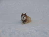 Dakota bounding in the snow