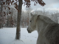 Trixie looking across the snow covered pasture