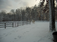 Trixie and Smoke trotting in the snow covered pasture