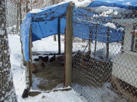 Chicken coop covered in snow